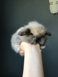 Beautiful Purebred Holland Lop Baby Bunnies ~ Tiny, & very friendly!