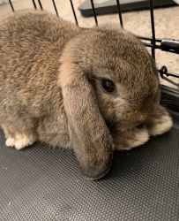 Female baby Holland Lop Bunny Rabbit