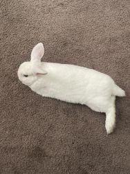 4 Month Old Mini Holland Lop White Male
