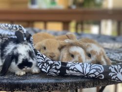 Young Lop-eared Bunnies