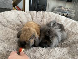 2 bunnies that need to be re-homed