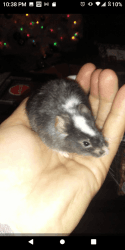 Baby Fancy Mice