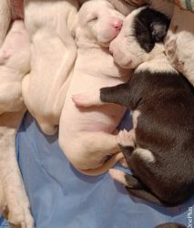 Indian bully puppies for sale