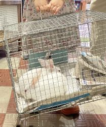 Looking for a buyer for our Rabbits. Good and healthy rabits
