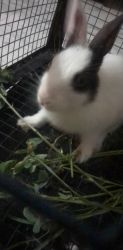 Need a new home for my pet rabbit