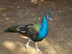 Peafowls ( Peacocks and Peahens) for sale