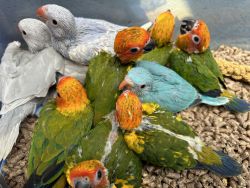 Beautiful baby ringneck available & Sun Conure