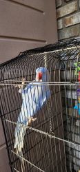 Ring neck parrots 150