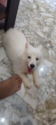 Fit and fine and good health puppy Indian Spitz