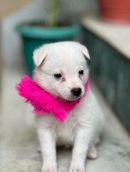 Indian spitz ( pom) puppy for sale