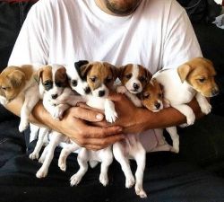 Healthy Jack Russell Puppies