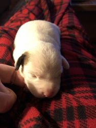 CKC registered Puppies for sale
