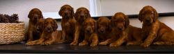 ACA registered/pedigreed Irish Setter Puppies
