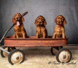 Irish Setter Puppies, AKC registered in Michigan