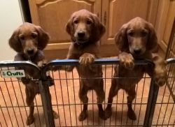 Irish Setter Puppies awaiting there new homes