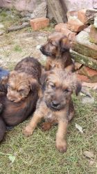 Irish terrier puppies for sale.They are excellent companions,very smar