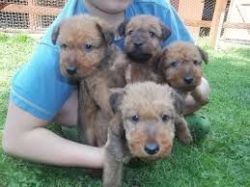 Irish Terrier Puppy Available