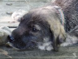 Irish Wolfhound 3/4 mix puppies
