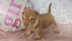 Shar Pei puppies for sale