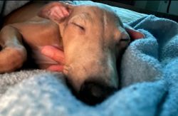 8 month old AKC registered Unaltered MaleItalian Greyhound