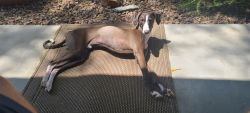 Italian Greyhound 9 mos old male nuetered