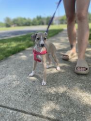 Italian Greyhound Puppy for Adoption