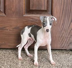 Beautiful Italian Greyhound puppies Available