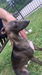 Italian Greyhound Needs New Home