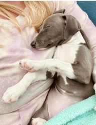 Adorable italian greyhound pups