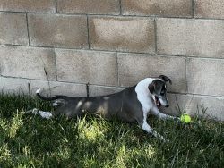 Italian Greyhound Borne 9/13/2019 named Ash needs a forever home