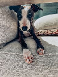 8 month old male Italian greyhound