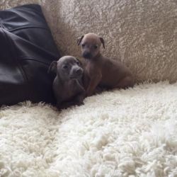 Adorable italian greyhound puppies for sale