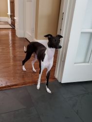 Sweet Italian Greyhound Female 7 months