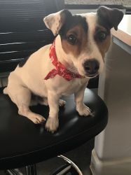 Handsome Male Jack Russell