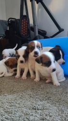 JRTCA registered puppies