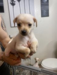 Chihuahua terrier mix puppies for sale