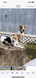 Jack Russell Terrier pups available June 19,2022