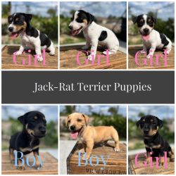 Jack-rat terrier puppies