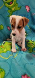 Jack Russell puppy-puppies