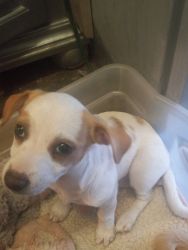 Jack Russell puppy female 8 weeks old