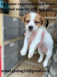 Fantastic jack russell puppies for sale