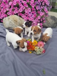 5 jack Russell terriers for sale