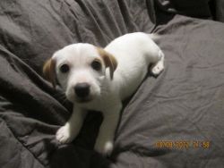 Jack Russell Terrier Pups