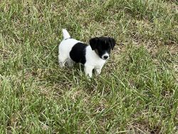 Rehoming Jack Russell Shortie female