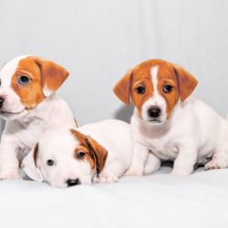 Affectionate Jack Russell Terrier Puppies