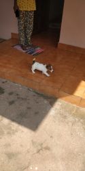 Jack Russell Terrier 50 days puppy