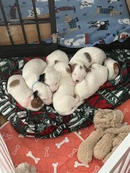 Jack Russell Purebred Puppies For Sale