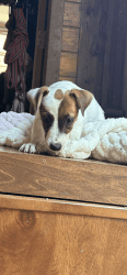 Charlie 12 week old Jack Russell puppy