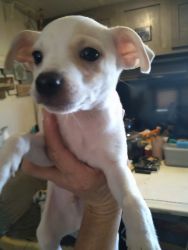 9 wk old Jack Russell Terrier mix Chihuahuas