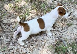 AKC JACK RUSSELL SHORTY MALE